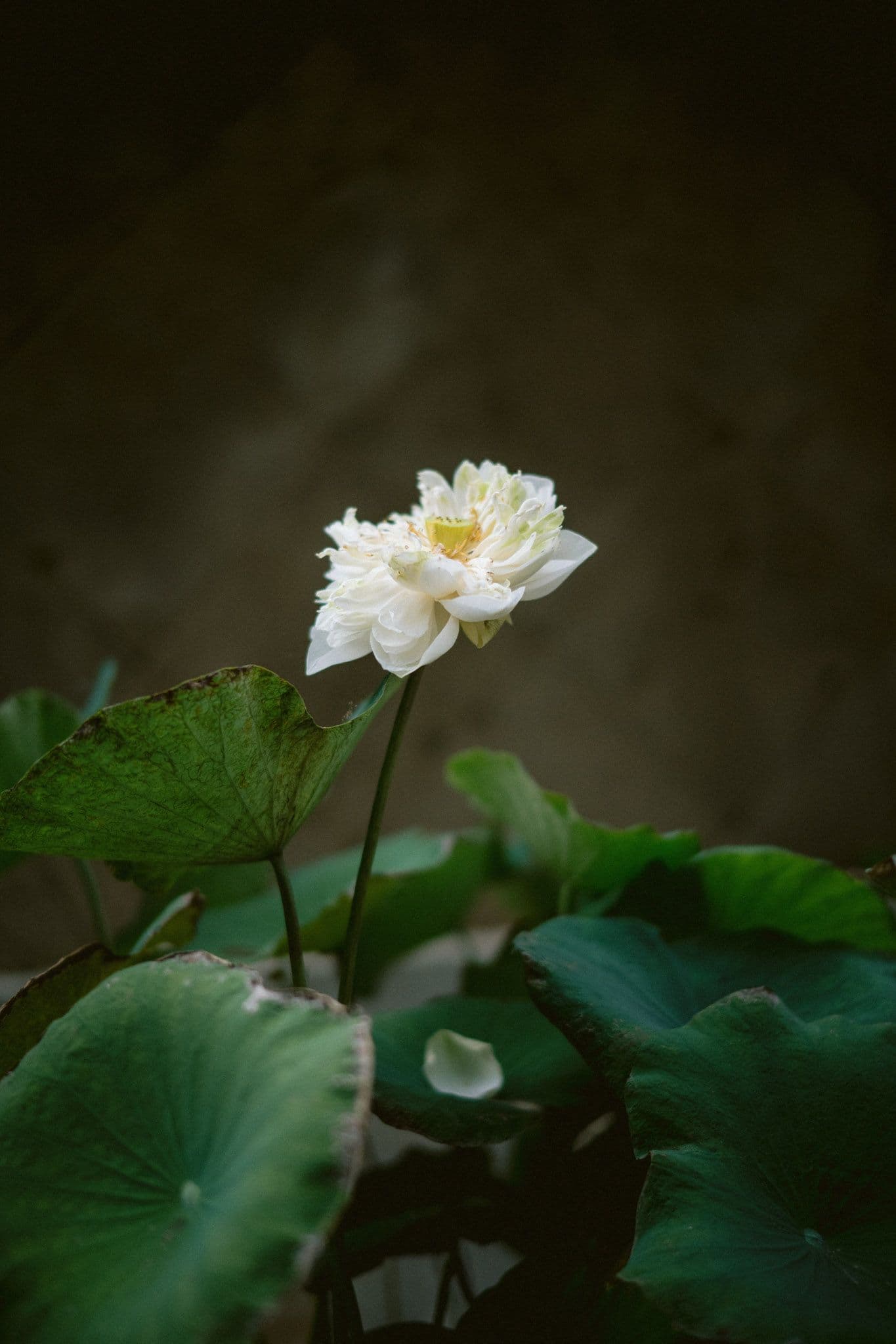 henry kaylie bali couple session 12 13d59fdb4f | Venema Pictures - Jakarta Bali Wedding Photography Videography