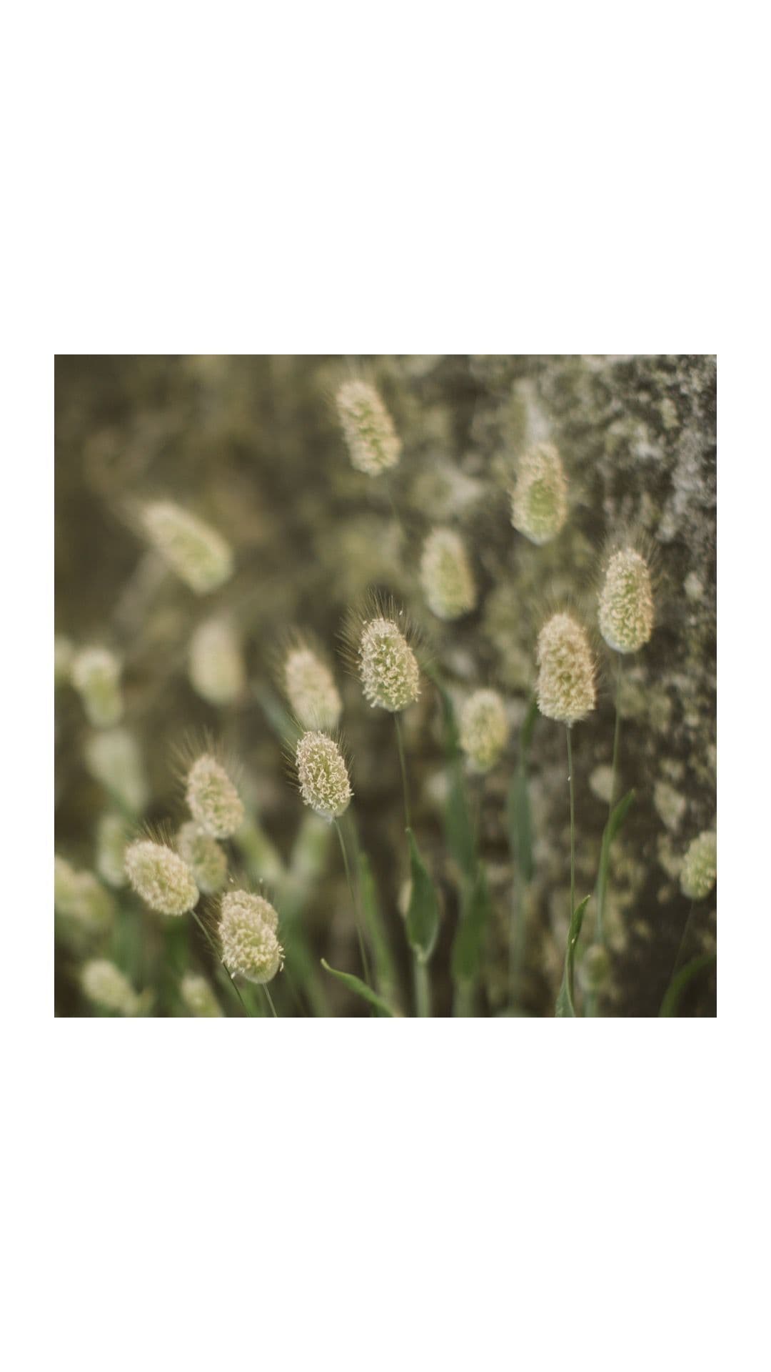 stanley stephanie sydney couple session 7 33e98212f5 | Venema Pictures - Jakarta Bali Wedding Photography Videography